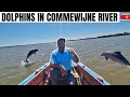 Boat tour in commewijne river with dolphins  suriname 