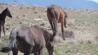 Wild horse foals playing in the Nevada hills