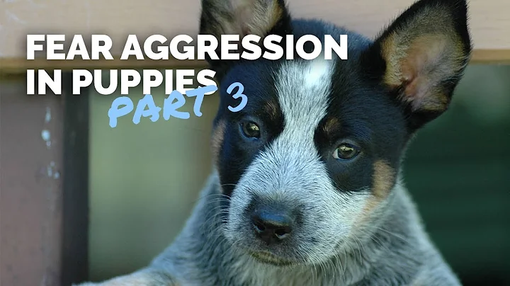 Fear Period in Young Dogs - Part 3