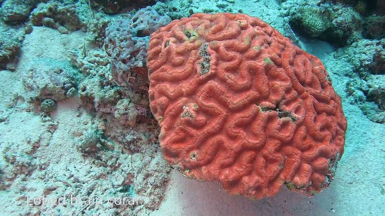 Borneo 2024 - Dive 3 - Mataking island - Shipwreck post