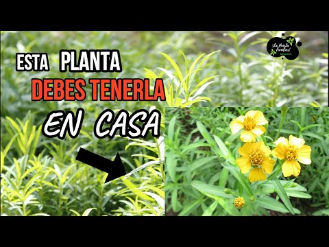Vídeo: Plantas Que Ven, Oyen, Huelen - - Vista Alternativa