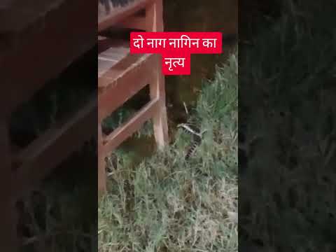 दो नाग नागिन डांस करते हुए || लोगों में भय देखने को मिला ||#youtubeshorts #foryou #trending #shorts