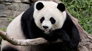 Panda Bear: Discovering the Gentle Giants of China / Documentary