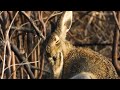 Зайчонок чистит свои лапки / Baby hare is cleaning its paws