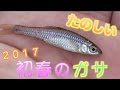 川でガサガサ！元気に飛び跳ねる魚たち