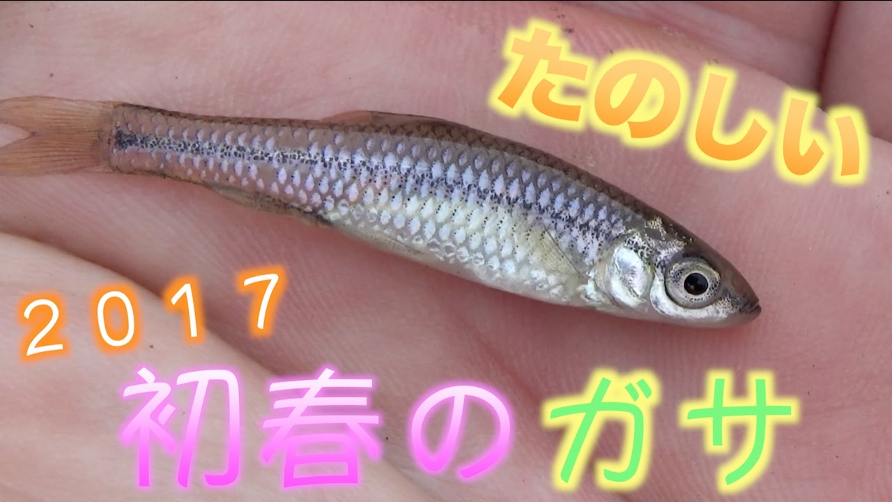川でガサガサ 元気に飛び跳ねる魚たち Youtube 川でガサガサ 元気に飛び跳ねる魚たち Youtube