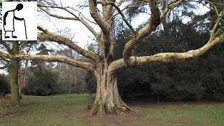 Day Out at Westonbirt Arboretum 160214