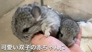 かわいい双子の赤ちゃん生まれてます♫