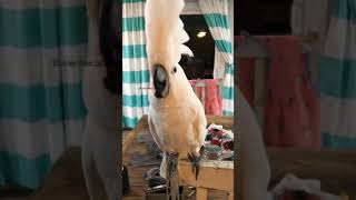 Buster the cockatoo rant! Where's my newspaper?