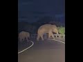 Hambantota 🐘 Family crossing road 🍃#elephant #wildlife #animals #jungle #viral