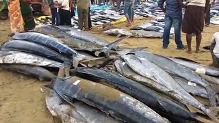 Biggest Wholesale Fish Market in India | 100 Different Verities of Fishes in One Place