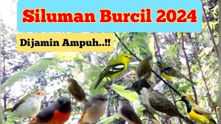 Suara Pikat Burcil Ampuh 2024