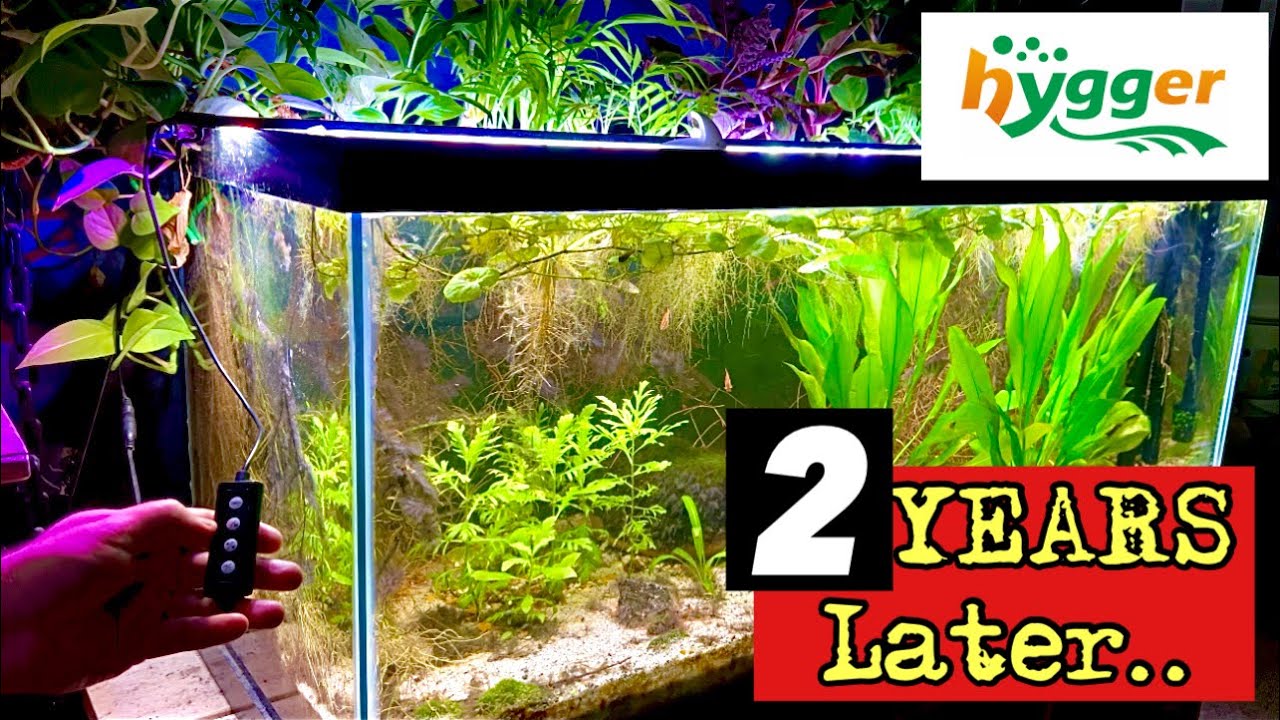 Hygger 978 Advanced LED 24/7 Light Cycle with TIMER- Aquarium Light  Review….after 2 YEARS!