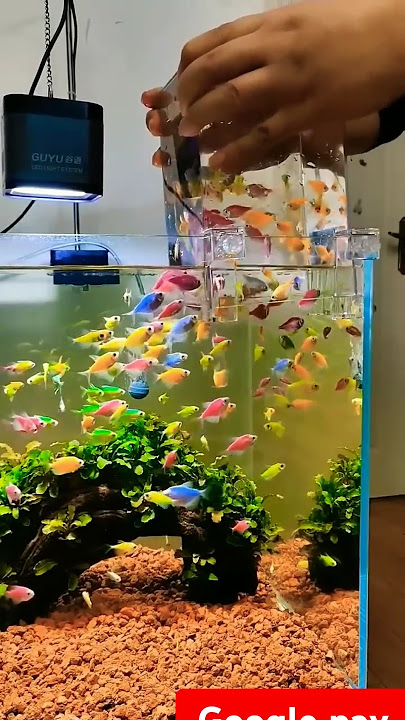 Fish aquarium #fish #shortsvideo #youtubeshort #worldenvironmentday #viralvideo
