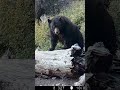Massive Black Bear on Game Cam | Los Padres National Forest Zone D13 #shorts #blackbear