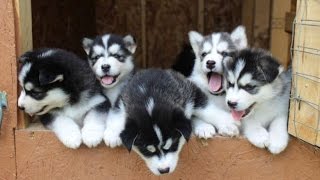 Husky Puppies Playing and Sleeping In Living Room