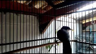 burung cucak kopi gacor