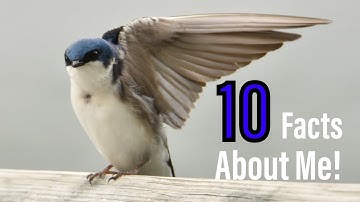 10 Amazing Facts About Tree Swallows