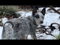 CRAZY? Or NOT? - AUSTRALIAN CATTLE DOGS - BLUE HEELERS