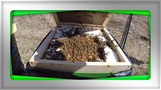 Hive Inspection on March 9th Continued Part 2