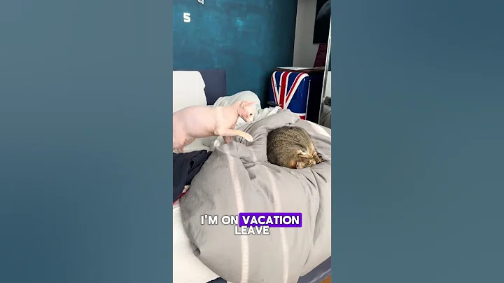 Video 10579851: hairless cat fight, cat fight funniest, cats catfight