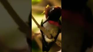 Download Penampakan Burung Terkecil Di Dunia #shorts Video MP3 Penampakan Burung Terkecil Di Dunia #shorts