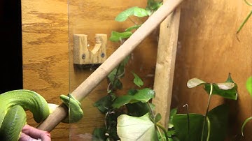 How not to feed a Green Tree Python