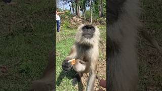 Mother Monkey Protecting Baby 🐒🥺 | Emotional Langur Moment | Viral Video