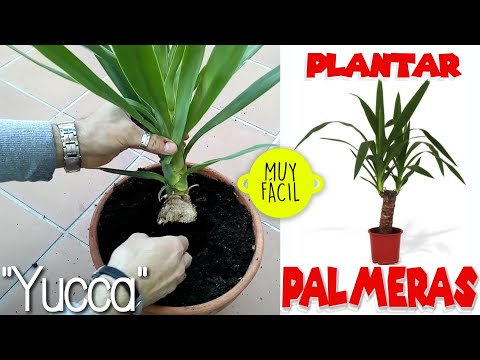 Video: ¿Qué es el gancho de agarre de Palmer? Identificación de las plantas de gancho de agarre de Palmer