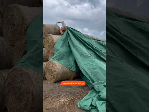 Укрываем сено флисом #герефорд #корова #сено #флис #хранение#защита #ферма#farming #фермер #трактор