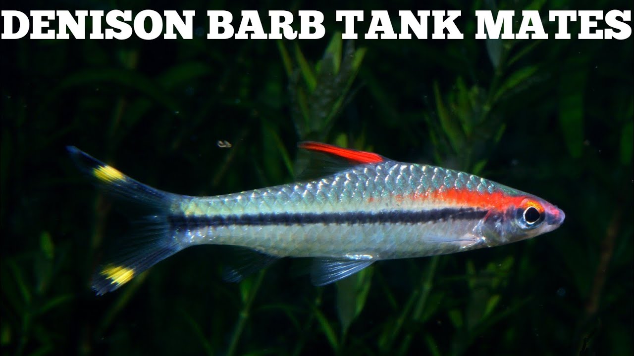 Denison Barb Tank Mates And Care YouTube
