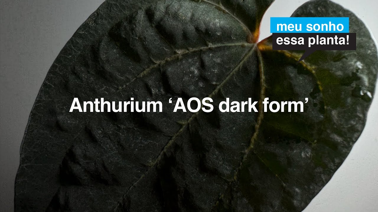 Anthurium 'Ace of Spades DARK FORM' [ + forma típica + DARK x