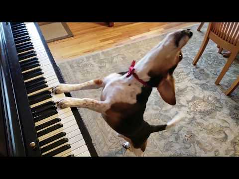 why does my dog howl when i play piano