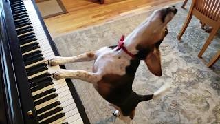 NEW SONG! Buddy Mercury in Red - The Singing Beagle Plays Piano screenshot 4