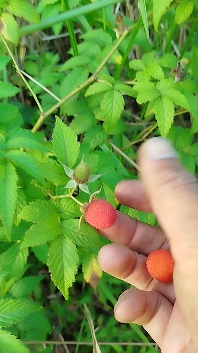 mencari buah gunggung
