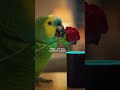 Alexa roast parrot on Valentine's day 🦜🔊 #shorts #funny #parrot