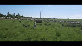 I started teaching a yard dog to turn the sheep and bark at the bat 🐶🐕🐶🐕