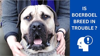 IS BOERBOEL BREED IN DANGER? - The troubling reality - by Boerboel Yzer 1,156 views 1 month ago 4 minutes, 24 seconds