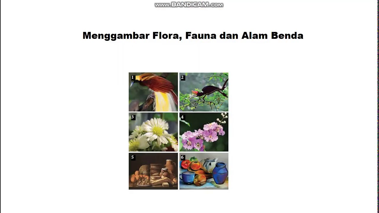 SBK kelas 7 Menggambar Flora Fauna dan Alam Benda YouTube