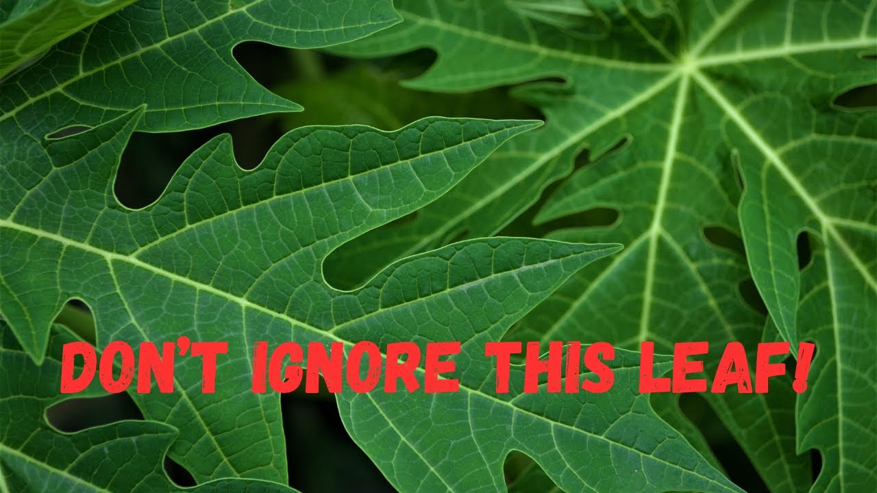 Papaya Leaves Have 9 AMAZING Health Benefits