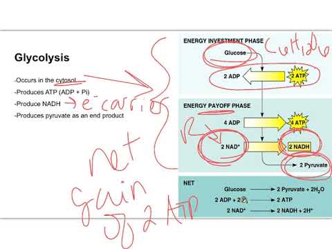 3.6 cellular respiration - YouTube