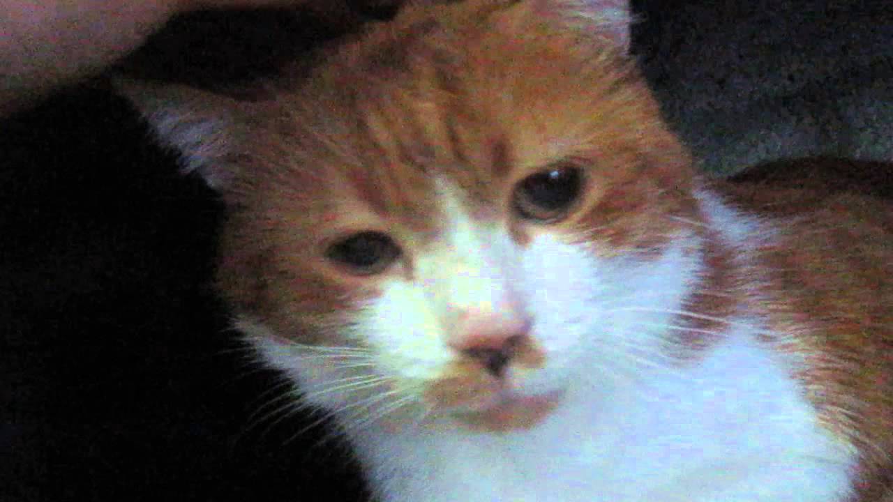 Mikado Chat Roux Et Blanc à Adopter à Nancy Youtube