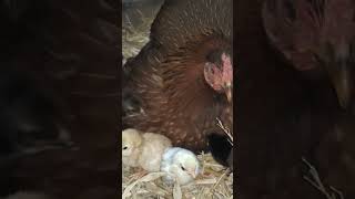 murgi ke bacche | murgi ke bacche chote chote | hen harvesting eggs to chicks | cute chicks
