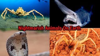 20 Of The Most Nightmarish Animals On Earth