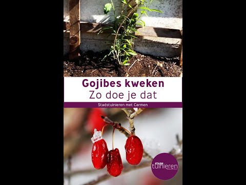 Video: Goji-bessen planten - Tips voor het kweken van Goji-bessenplanten