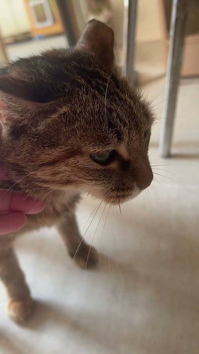 Good afternoon, my girl こんにちは私の女の子#cat #子ネコ #cute #cutecat #funnycats #funny #三毛猫 #kitten #猫 #可愛い