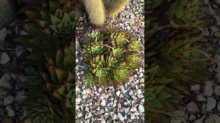 Large Mature Echeveria Agavoides Red Edge