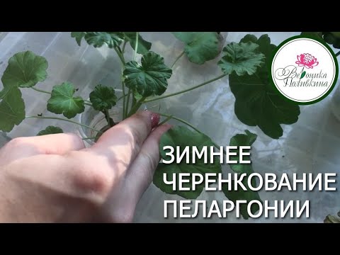 ПЕЛАРГОНИИ ЗИМОЙ  УХОД, ЛЕЧЕНИЕ, РАЗМНОЖЕНИЕ