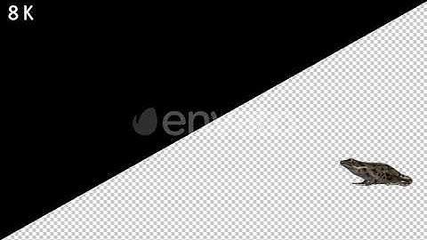 8K Frog Jumping | Motion Graphics - Envato elements