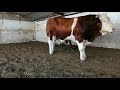 Bulls and cows in farm #part 28- Daily Farming 2019